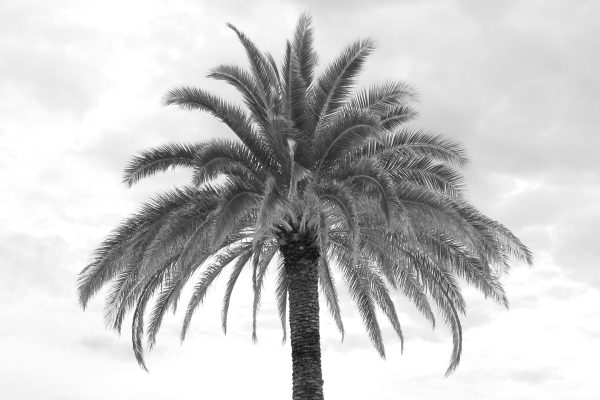 French Photographer Nature Photography Vegetal / Palm tree