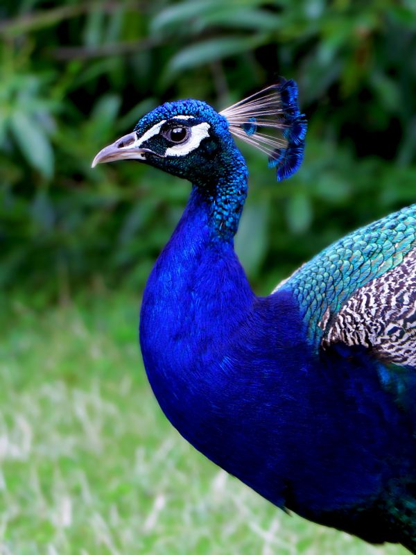 French Photographer Nature Photography Peacock