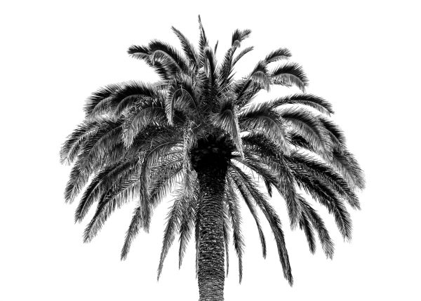 French Photographer Nature Photography Palm tree