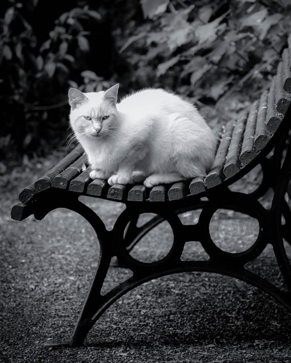 French Photographer Nature Photography White Cat in the Garden