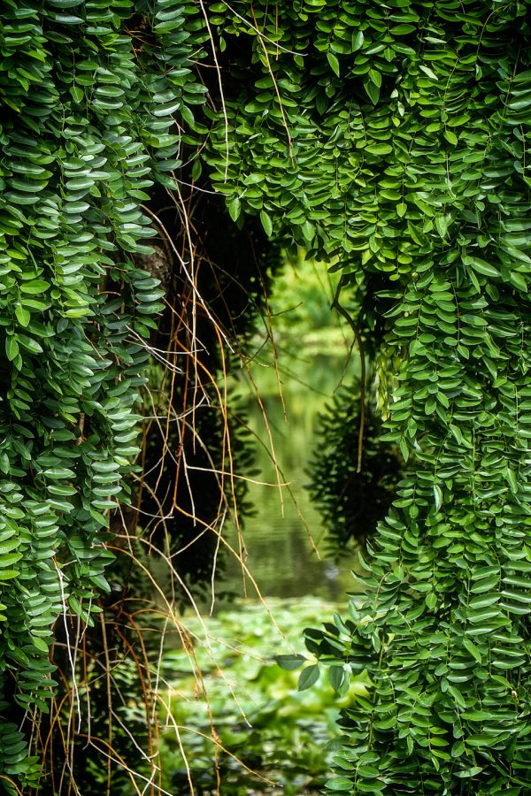 French Photographer Nature Photography Secret Garden