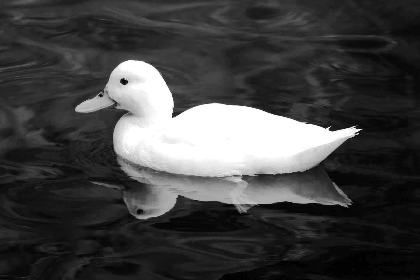 French Photographer Nature Photography White Duck