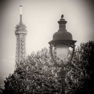 French Photographer Street Photography Bird on street lamp and the Eiffel tower